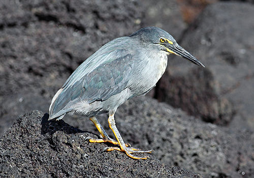 Lava heron